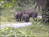 Falcon Tours and Travels